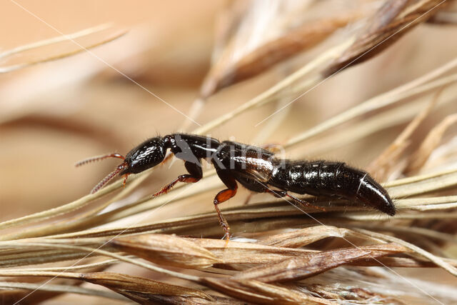 Phacophallus parumpunctatus