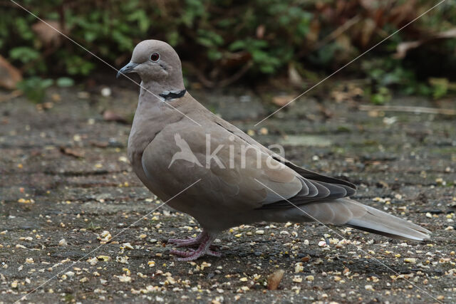 Collared Turtle Dove (Streptopelia decaocto)