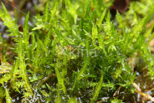 Pointed Spear-moss (Calliergonella cuspidata)