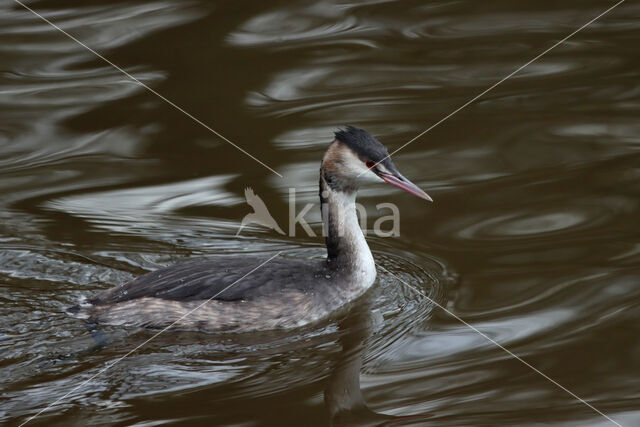 Great Crested Grebe (Podiceps cristatus)