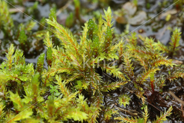 tree climacium moss (Climacium dendroides)