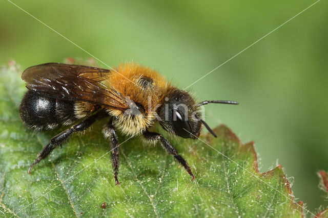 Osmia uncinata