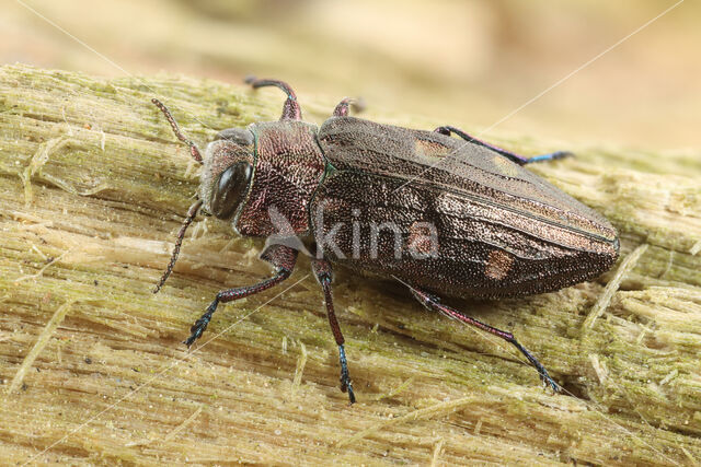 Chrysobothris affinis