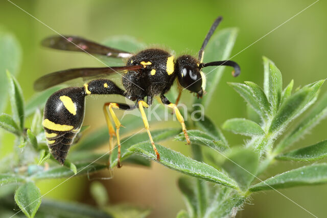 Urntjeswesp (Eumenes coarctatus)