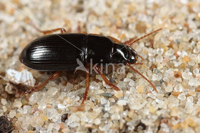 Harpalus xanthopus