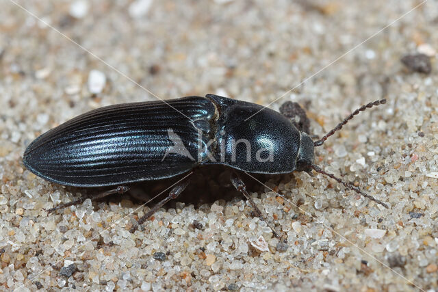 Selatosomus aeneus