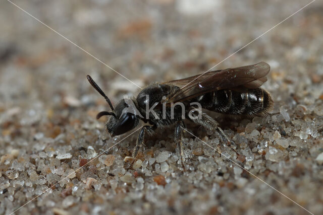 Duingroefbij (Lasioglossum tarsatum)