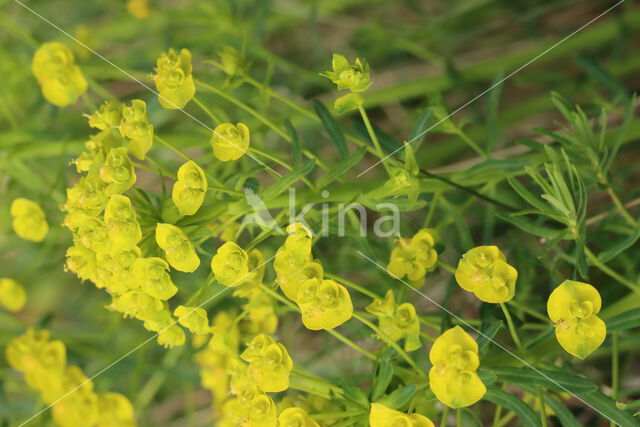 Cypress Spurge (Euphorbia cyparissias)