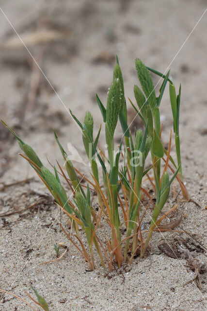 Sand Cat's-tail (Phleum arenarium)