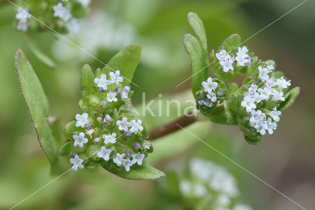 Lamb's Lettuce