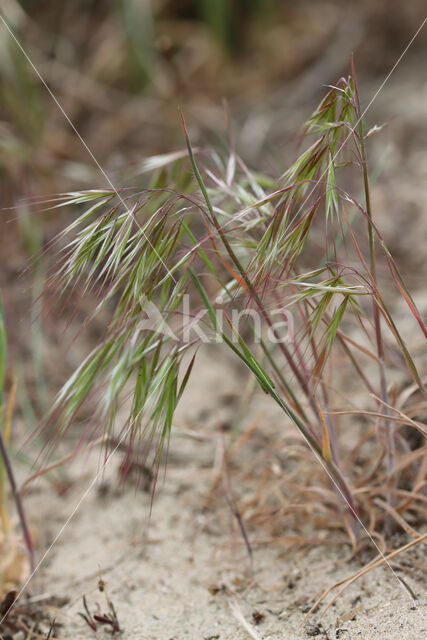 Drooping Brome (Anisantha tectorum)