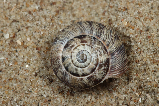 Grofgeribde grasslak (Candidula intersecta)