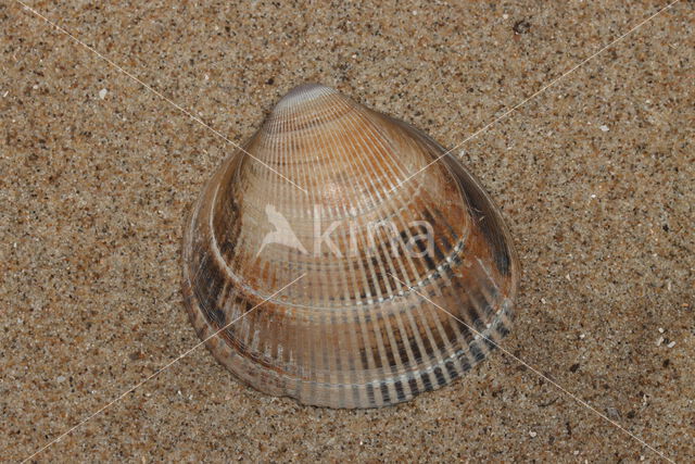 Noorse hartschelp (Laevicardium crassum)