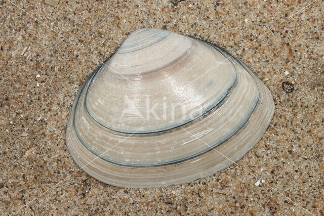 Thick Trough-shell (Spisula solida)