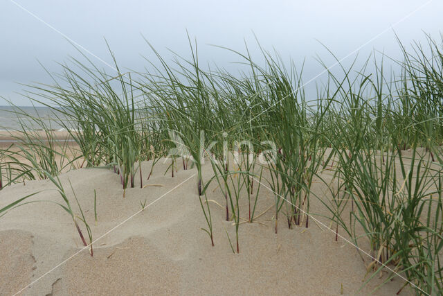 Marram (Ammophila arenaria)