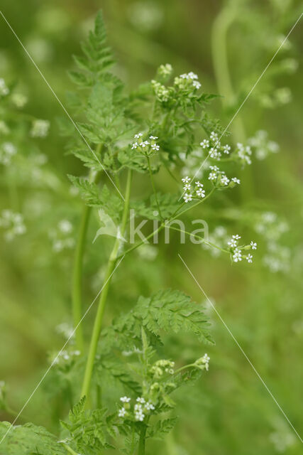 Fijne kervel (Anthriscus caucalis)