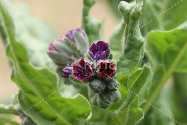 Hound's tongue (Cynoglossum officinale)