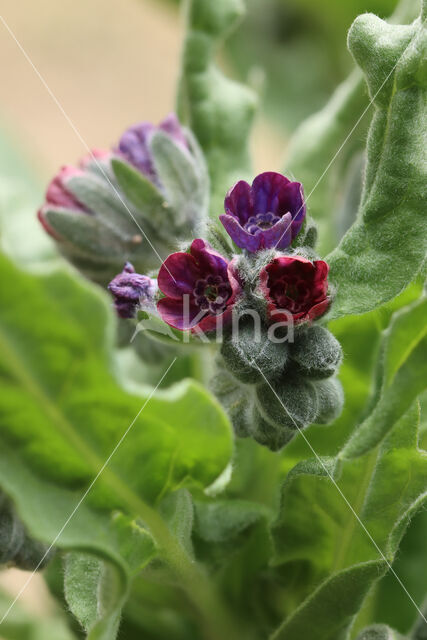 Veldhondstong (Cynoglossum officinale)