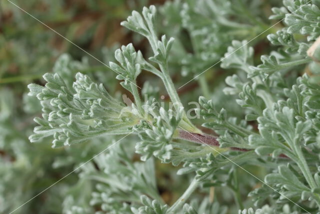 Artemisia campestris subsp. maritima