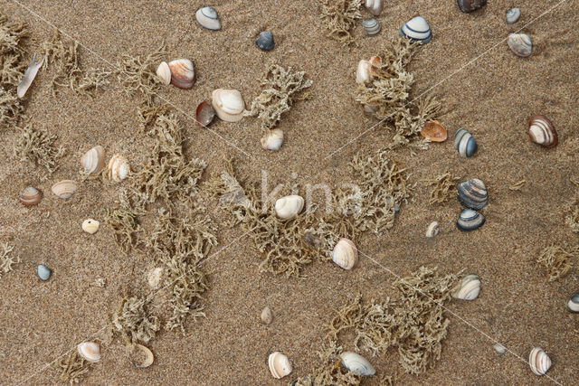 Halfgeknotte strandschelp (Spisula subtruncata)