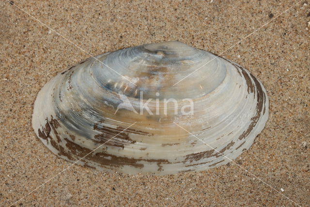 Gewone Otterschelp (Lutraria lutraria)