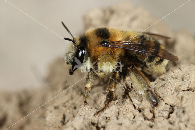 Mooie sachembij (Anthophora aestivalis)