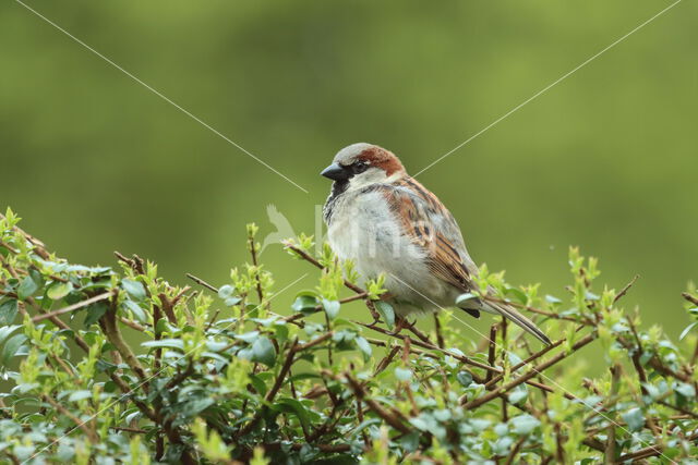 Huismus (Passer domesticus)