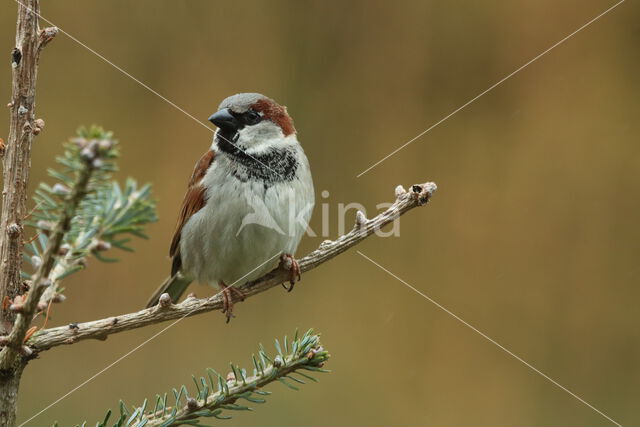 House Sparrow (Passer domesticus)