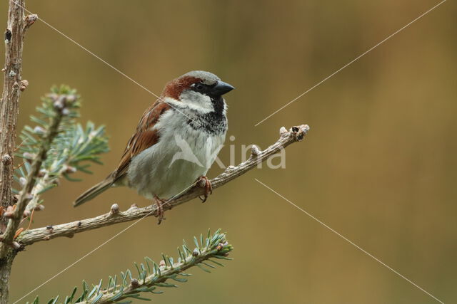 House Sparrow (Passer domesticus)