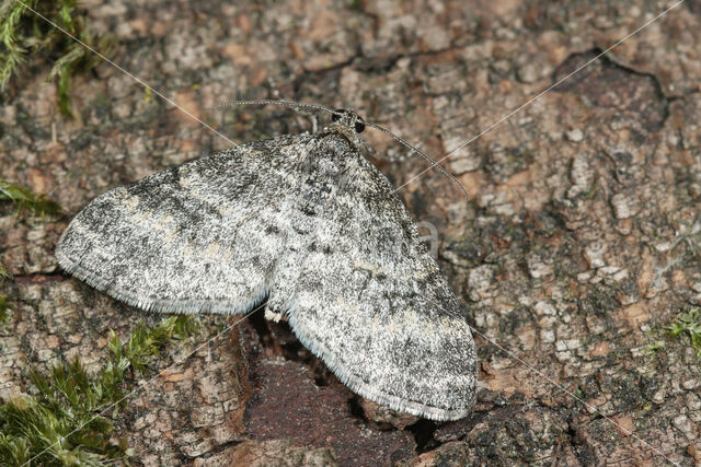 Lichte blokspanner (Lobophora halterata)