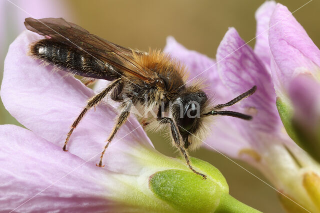 Andrena fulvata