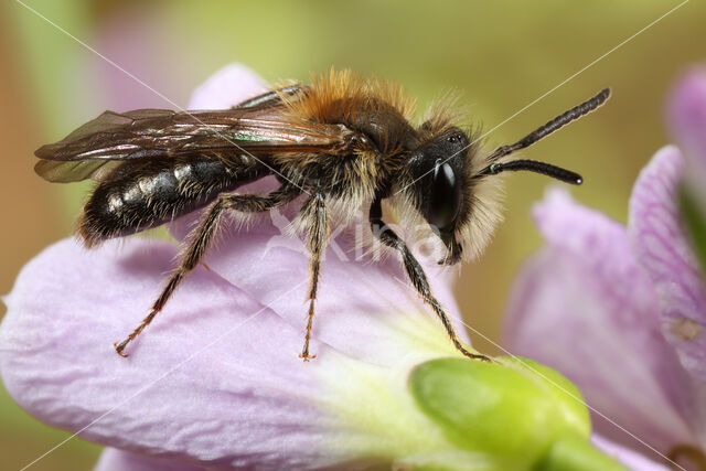 Andrena fulvata