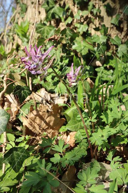 Vingerhelmbloem (Corydalis solida)