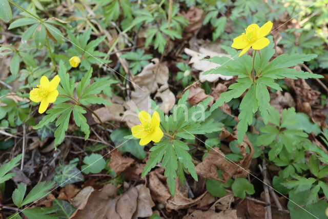 Yellow Anemone (Anemone ranunculoides)