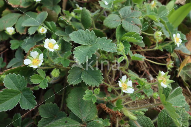 Aardbeiganzerik (Potentilla sterilis)