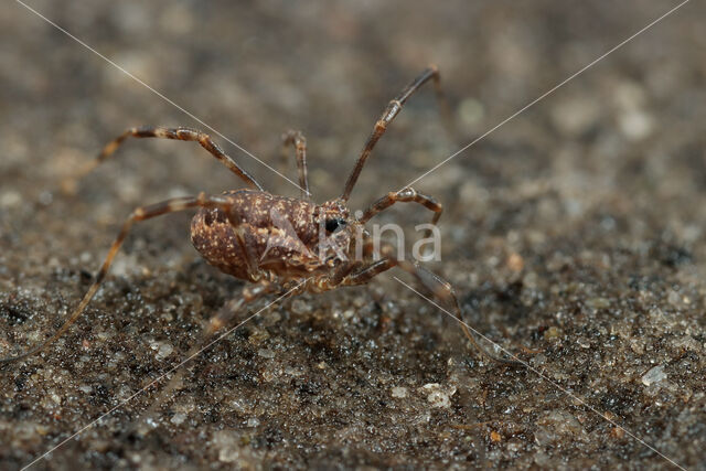 Harvestman (Rilaena triangularis)