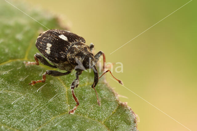 Mogulones asperifoliarum