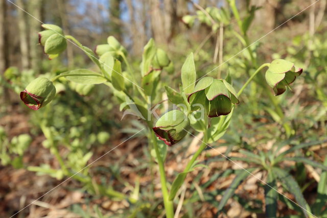 Stinking Hellebore (Helleborus foetidus)