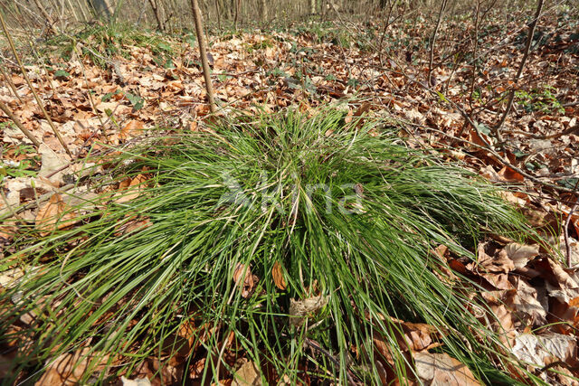 IJle bermzegge (Carex divulsa divulsa)