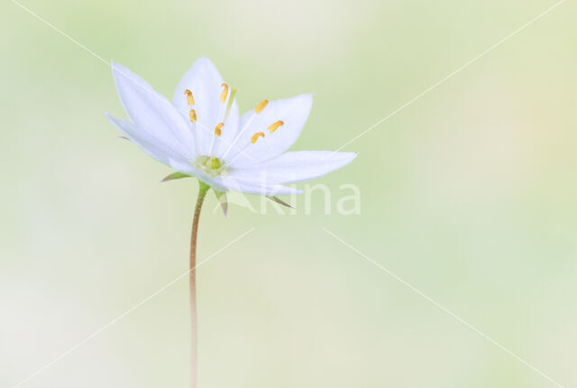 Zevenster (Trientalis europaea)