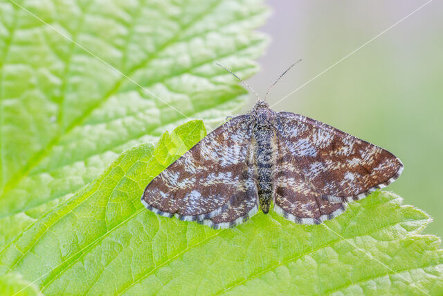 Gewone heispanner (Ematurga atomaria)