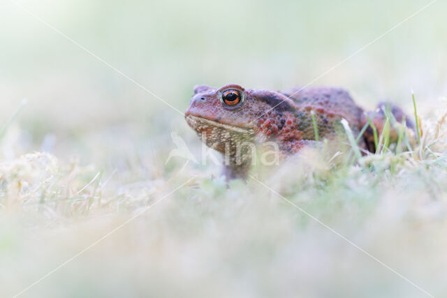 Gewone pad (Bufo bufo)