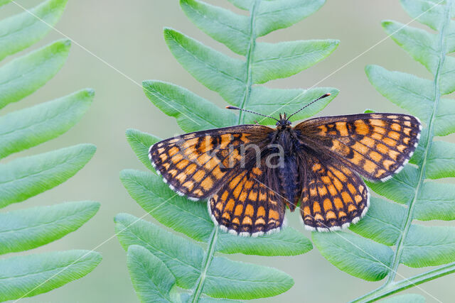 Bosparelmoervlinder (Melitaea athalia)