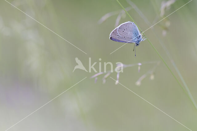 Mazarine Blue (Polyommatus semiargus)