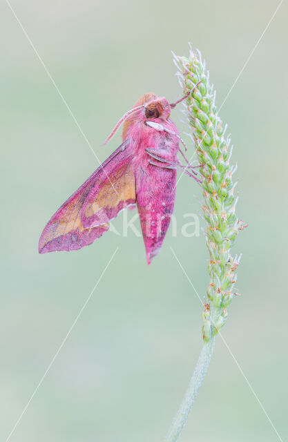 Klein avondrood (Deilephila porcellus)