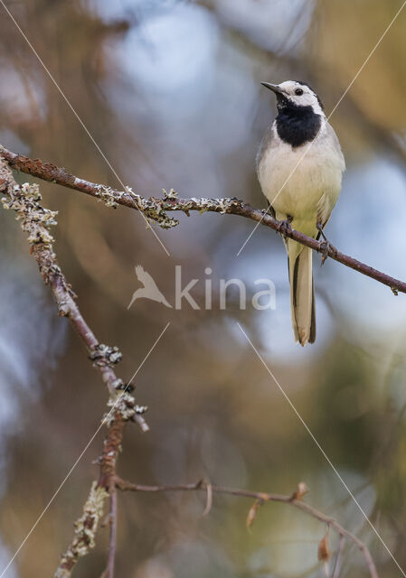 White Wagtail (Motacilla alba)