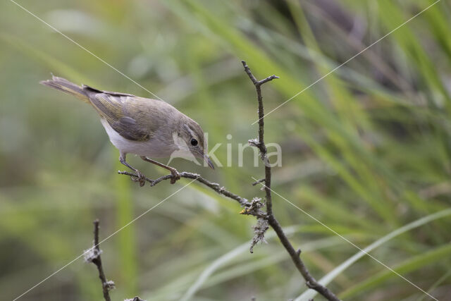 Bonelli's Warbler (Phylloscopus bonelli)