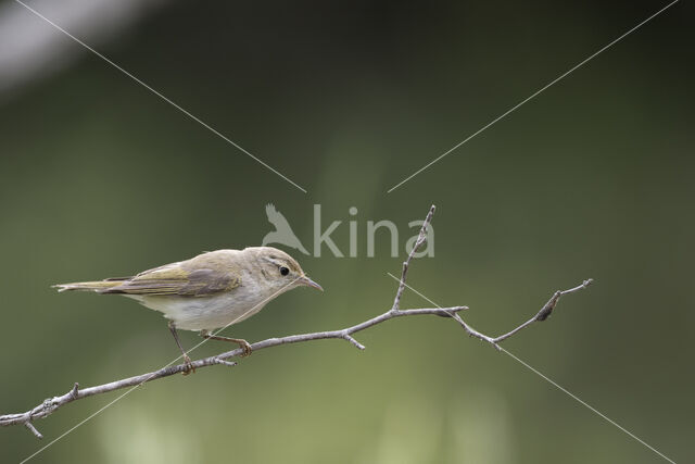 Bergfluiter (Phylloscopus bonelli)