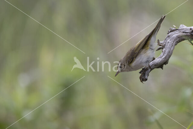 Bonelli's Warbler (Phylloscopus bonelli)