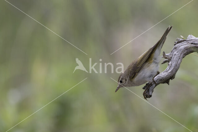 Bonelli's Warbler (Phylloscopus bonelli)